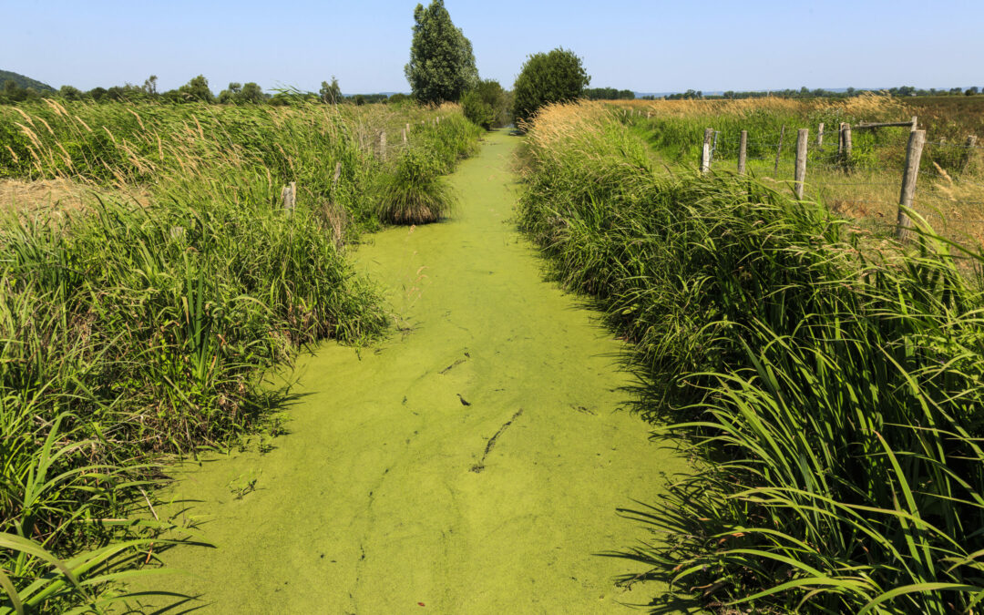 Découverte du Marais Vernier : un trésor en Normandie