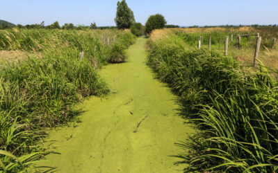 Le Marais Vernier : un coin de Normandie hors du temps